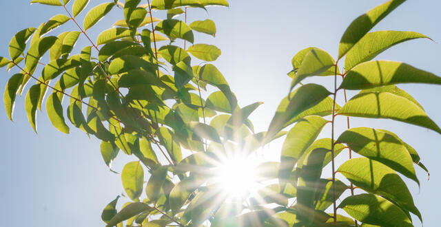 Newly Planted Shade Trees at Spanish Landing Park West